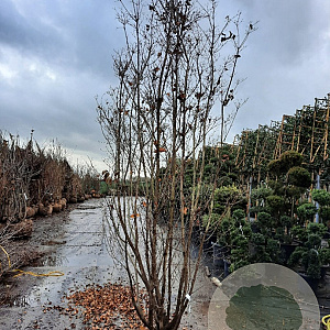 Cornus kousa 300-350 cm draadkluit meerstammig paraplu