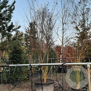 Cornus kousa 350-400 cm draadkluit meerstammig