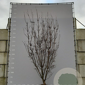 Cornus kousa 350-400 cm draadkluit meerstammig
