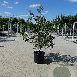 Cornus k. 'Satomi' 250-300 cm draadkluit meerstammig solitair