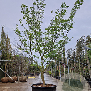 Cornus k. 'Satomi' 300-350 cm container solitair meerstammig