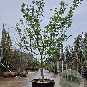 Cornus k. 'Satomi' 300-350 cm container solitair meerstammig