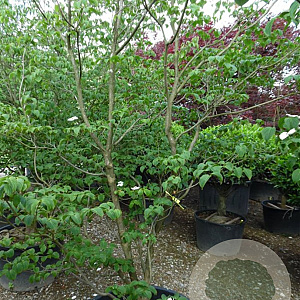 Cornus k. 'Satomi' 300-350 cm container solitair meerstammig