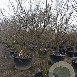 Cornus k. 'Satomi' 300-350 cm container solitair meerstammig