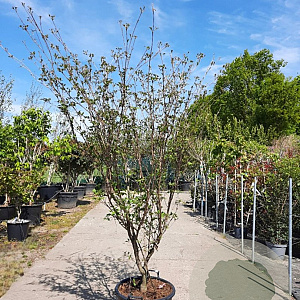 Cornus k. 'Tsukuba-no-mine' 175-200 cm container meerstammig