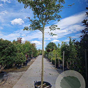 Cornus nuttallii 220 cm stam container 18-20 lei 150x120