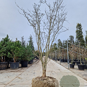 Cornus Stellar Pink 300-350 cm draadkluit solitair 3-5 tak