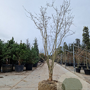 Cornus Stellar Pink 300-350 cm draadkluit solitair 3-5 tak