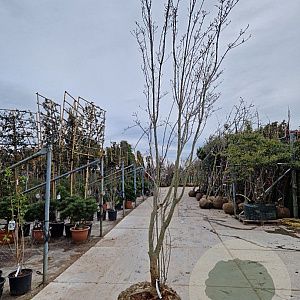 Cornus Stellar Pink 350-400 cm draadkluit solitair 3-5 tak