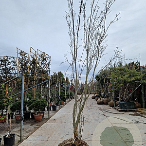 Cornus Stellar Pink 350-400 cm draadkluit solitair 3-5 tak