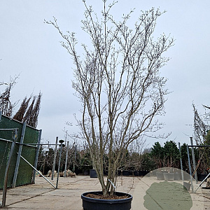 Cornus Stellar Pink 400-450 cm cont. 230L meerstammig