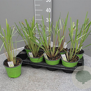 Cymbopogon citratus P14