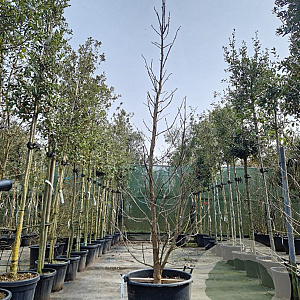 Davidia involucrata 300-350 cm cont. 95L