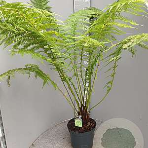 Dicksonia antarctica GM Per 300 Zaden