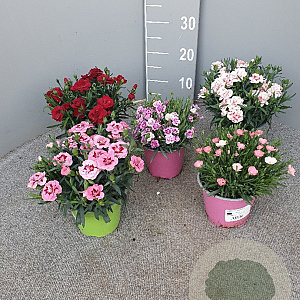 Dianthus caryophyllus P14