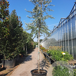 Elaeagnus angustifolia 200 cm stam container 20-25 leiboom