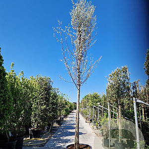 Elaeagnus angustifolia 200 cm stam container 25-30