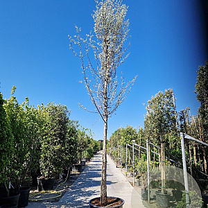 Elaeagnus angustifolia 200 cm stam container 25-30