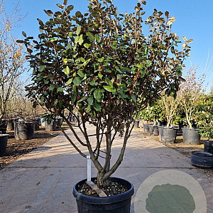 Elaeagnus ebbingei 100-125 cm cont. 130L meerstammig