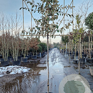 Elaeagnus ebbingei 160 cm stam container 6-8 lei 150x120