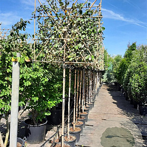 Elaeagnus ebbingei 160 cm stam container 4-6