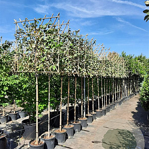 Elaeagnus ebbingei 160 cm stam container 4-6