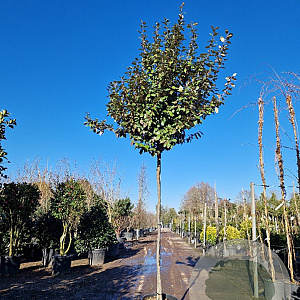 Elaeagnus ebbingei 170 cm stam container 10-12 lei 120x150