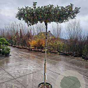 Elaeagnus ebbingei 180 cm stam container 8-10