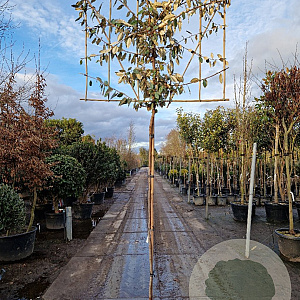 Elaeagnus ebbingei 200 cm stam container 8-10 lei 150x120