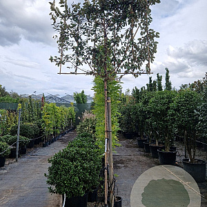 Elaeagnus ebbingei 200 cm stam container 8-10 lei 150x120