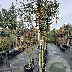 Elaeagnus ebbingei 200 cm stam container 8-10 lei 150x120