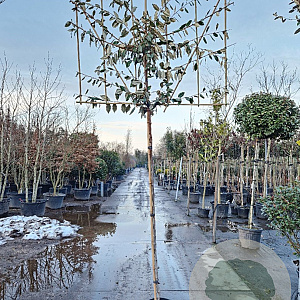 Elaeagnus ebbingei 6-8 cm container 200 cm stam leiboom