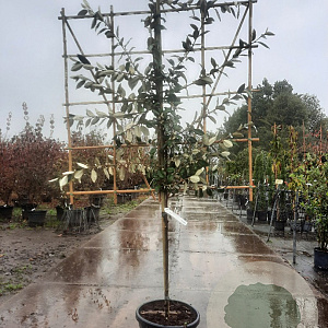 Elaeagnus ebbingei 80 cm stam container lei 120x120
