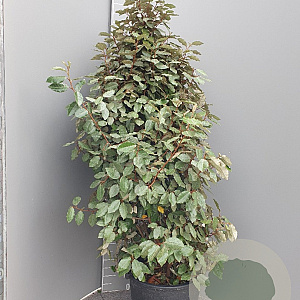 Elaeagnus ebb. 'Compacta' 125-150 cm 30L