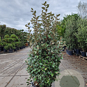 Elaeagnus ebb. 'Compacta' 125-150 cm 30L