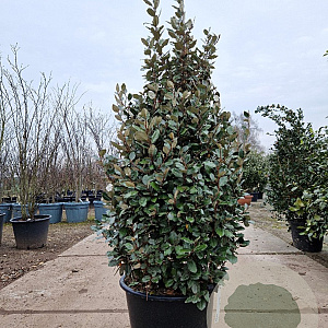 Elaeagnus ebb. 'Compacta' 140-160 cm 50L