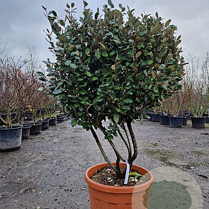 Elaeagnus ebb. 'Compacta' 140-160 cm container paraplu extra