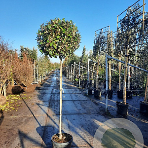 Elaeagnus ebb. 'Compacta' 140 cm stam container 80-100 bol