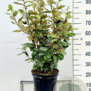 Elaeagnus ebb. 'Compacta' 60-80 cm 10L