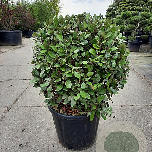 Elaeagnus ebb. 'Compacta' 60-80 cm 35L bol