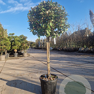 Elaeagnus ebb. 'Compacta' 80 cm stam container bol 50-60