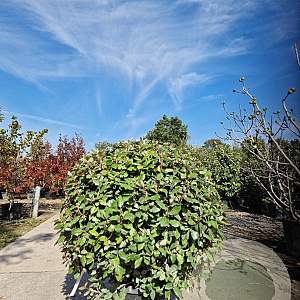 Elaeagnus ebb. 'Compacta' 90-100 cm 35L bol