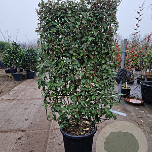 Elaeagnus ebb. 'Compacta' GM container lei 80x120