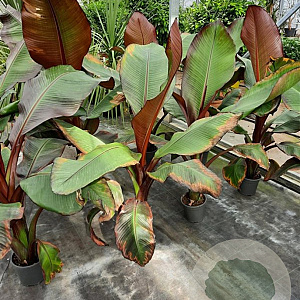 Ensete ventricosum 'Maurelii' GM P17
