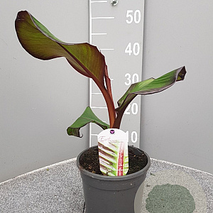 Ensete ventricosum 'Maurelii' GM P17
