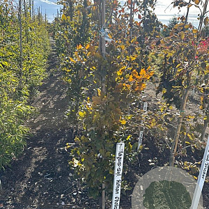 Fagus syl. 'Rohan Obelisk' 175-200 cm met kluit