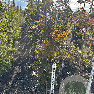 Fagus syl. 'Rohan Obelisk' 175-200 cm met kluit