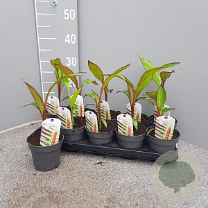 Ensete ventricosum 'Maurelii' P12