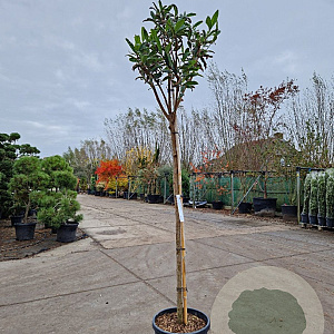 Eriobotrya japonica 140 cm stam container 10-12