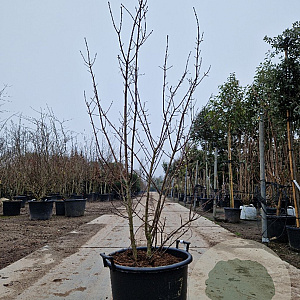 Euonymus europaeus 150-175 cm cont. 55L meerstammig